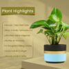 Money Plant In Blue Mist Terracotta Pot