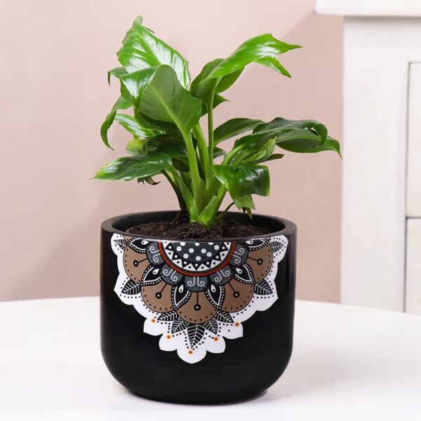 IMG_8168_converted Peace Lily In Black Mandala Pot