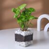 Syngonium Plant In Glass Square Pot