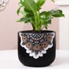 IMG_8170_converted Peace Lily In Black Mandala Pot