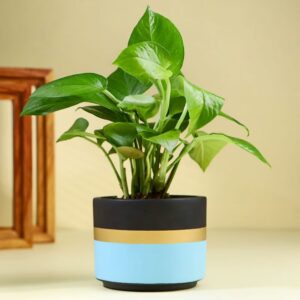 Money Plant In Blue Mist Terracotta Pot