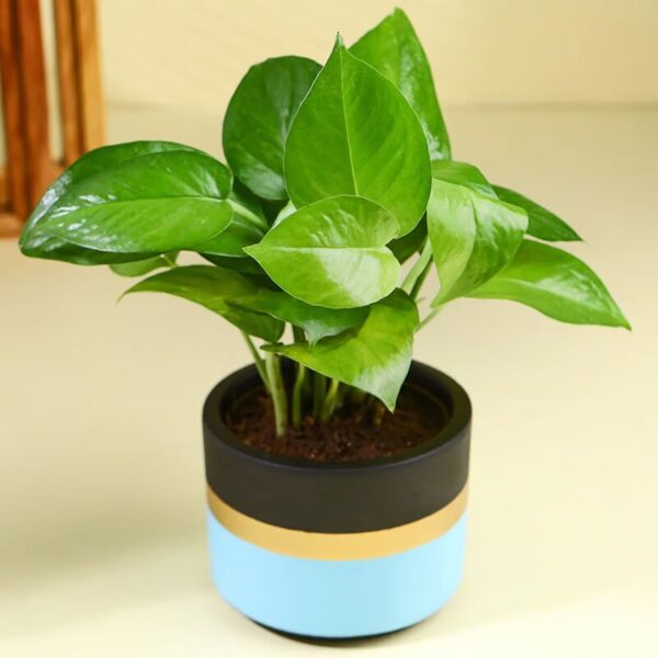 Money Plant In Blue Mist Terracotta Pot