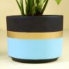 Money Plant In Blue Mist Terracotta Pot