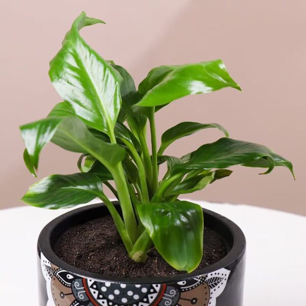 peace-lily-in-black-mandala-pot-9740860pl-B_0_converted Peace Lily In Black Mandala Pot