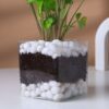 Syngonium Plant In Glass Square Pot