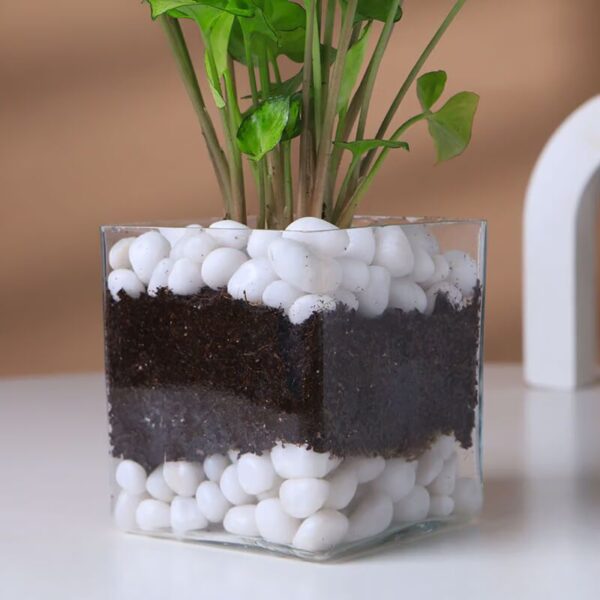 Syngonium Plant In Glass Square Pot