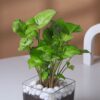 Syngonium Plant In Glass Square Pot
